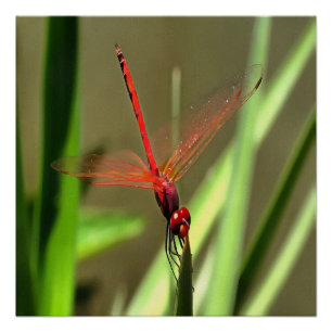 Prachtige firecracker Dragonfly Acrylverf Perfect Poster