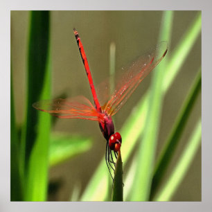 Prachtige firecracker Dragonfly Acrylverf Poster