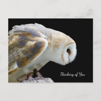 Prachtige foto van Barn Owl Briefkaart