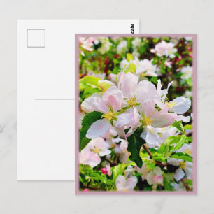 Prachtige foto van Malus asiatica Briefkaart