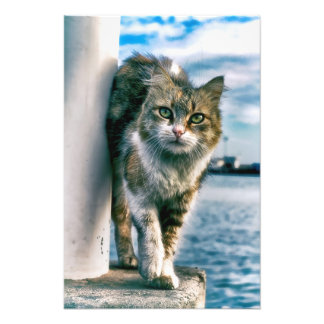 Prachtige foto's van mooie katten foto afdruk