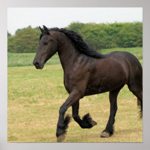 Prachtige Friesian Horse Poster