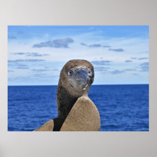 Prachtige Gannet Poster