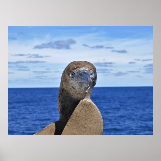 Prachtige Gannet Poster (Voorkant)