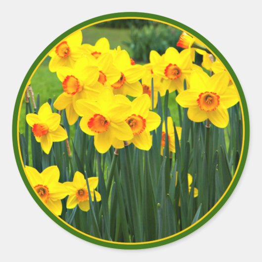 Prachtige gele narcissen voor maart Verjaardag Ronde Sticker (Voorkant)