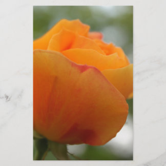 Prachtige gele rozenbloem fotografie. briefpapier