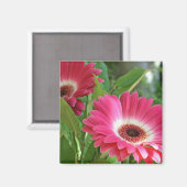Prachtige Gerbers Magneet (Voorkant / Achterkant)