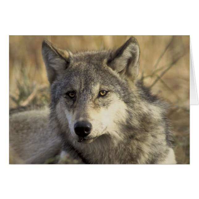 Prachtige Gray Wolf (Voorkant Horizontaal)