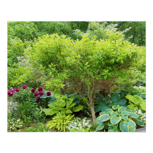 Prachtige groene tuin landschap met Hostas Perfect Poster (Voorkant)