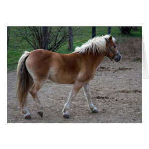 Prachtige haflinger