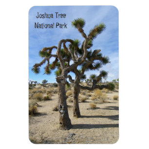 Prachtige Joshua Tree Premium Magnet! Magneet