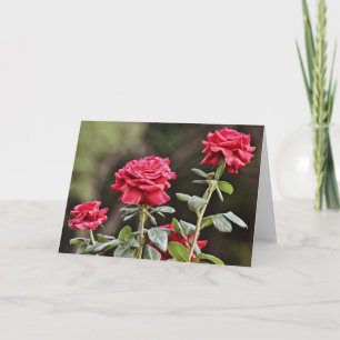 Prachtige Kaart voor natuurlijke Rozen