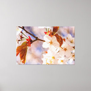 Prachtige Kersenbloesems. Hanami Seizoen Van De Le Canvas Afdruk