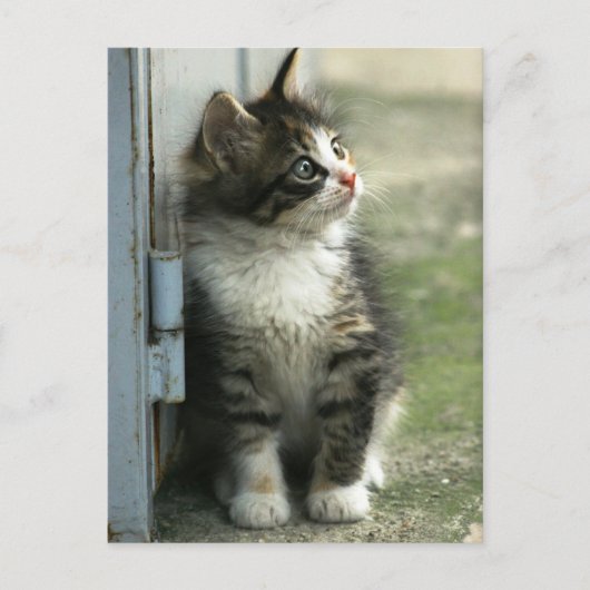 Prachtige kleine tabby-ontwerpen - zo schattig! briefkaart (Voorkant)