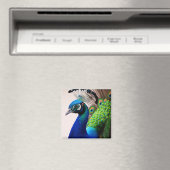 Prachtige kleurige Peacock Peafowl Bird Willife Magneet (Insitu (Vaatwasser))
