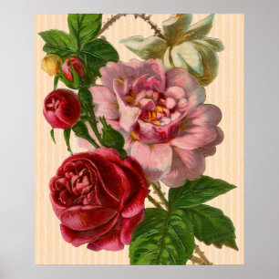 Prachtige kleurrijke Rozen Poster