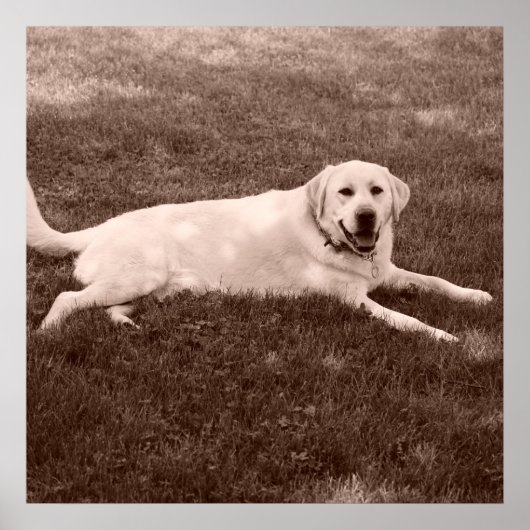 prachtige Labrador-terugzetapparaat Poster (Voorkant)