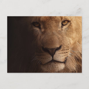 Prachtige leeuw voorgrond briefkaart