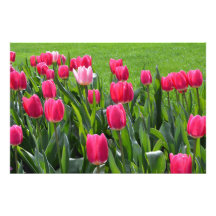 prachtige lente roze tulp bloemen