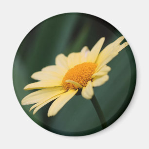 Prachtige madeliefjes bloem fotografie magneet