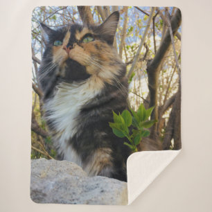prachtige majestueuze kat kleurrijk sherpa deken