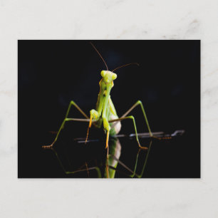 Prachtige mantis briefkaart