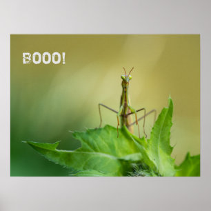 Prachtige mantis poster