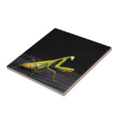 Prachtige mantis tegeltje (Zijkant)