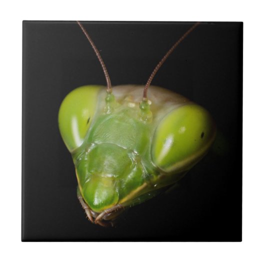Prachtige mantis tegeltje (Voorkant)