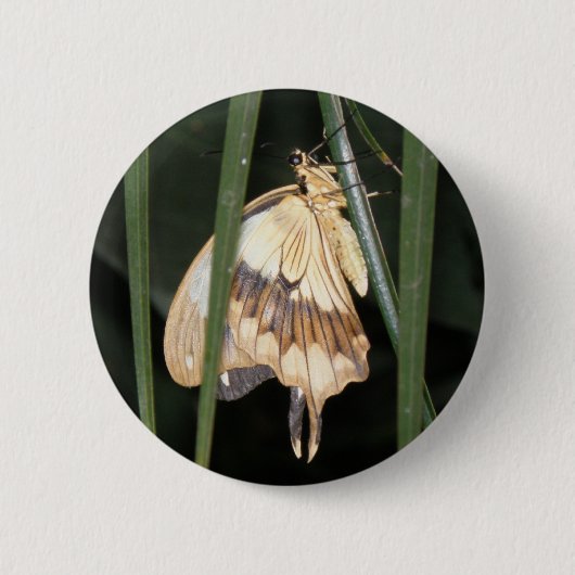 Prachtige Moth-Button Ronde Button 5,7 Cm (Voorkant)