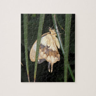 Prachtige Moth Puzzle Legpuzzel