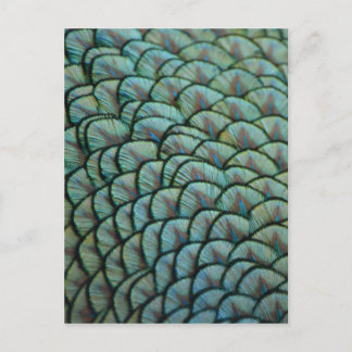 Prachtige natuurlijke texturen - Peacock Feathers Briefkaart