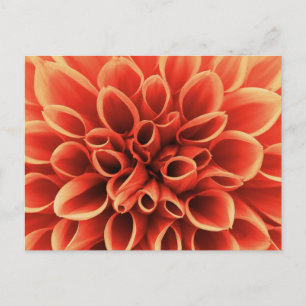 Prachtige Oranje Dahlia Flower Briefkaart