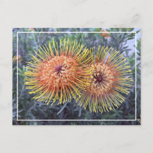 Prachtige Oranje & Gele Proteas Floral Briefkaart