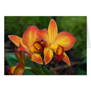 Prachtige oranje gele Rhyncattleanthe orchidee