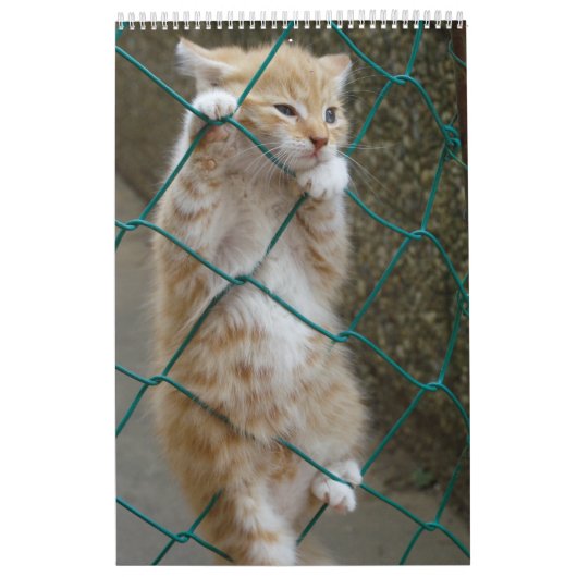 Prachtige Oranje katten 2023 Kalender (Hoes)