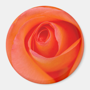 Prachtige Oranje Roos Knop Magneet