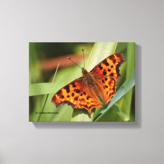 Prachtige Oranje satyr comma Butterfly Canvas Afdruk (Voorkant)