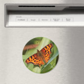 Prachtige Oranje satyr comma Butterfly Magneet (Insitu (Vaatwasser))