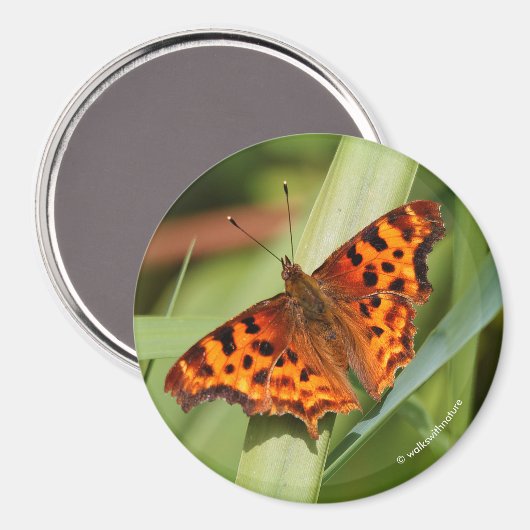 Prachtige Oranje satyr comma Butterfly Magneet (Voorkant / Achterkant)