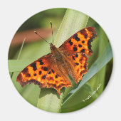 Prachtige Oranje satyr comma Butterfly Magneet (Voorkant)