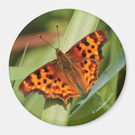 Prachtige Oranje satyr comma Butterfly Magneet (Voorkant)