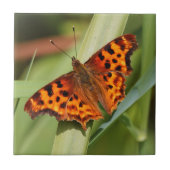 Prachtige Oranje satyr comma Butterfly Tegeltje (Voorkant)