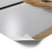 Prachtige Oranje tablet Kitten Foto Afdruk (Hoek)