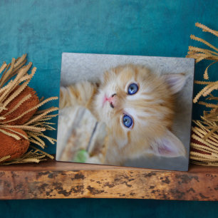 Prachtige Oranje tablet Kitten Fotoplaat