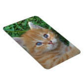 Prachtige Oranje tablet Kitten Magneet (Rechterzijde)