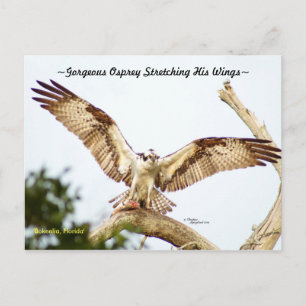 Prachtige Osprey hawk Florida Briefkaart