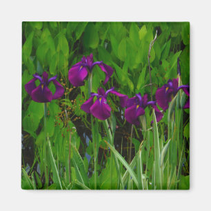 Prachtige Paarse Iris Magneet