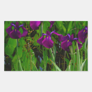 Prachtige Paarse Iris Rechthoekige Sticker