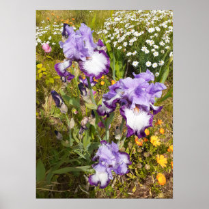 Prachtige Paarse Iris Vloertuin Poster